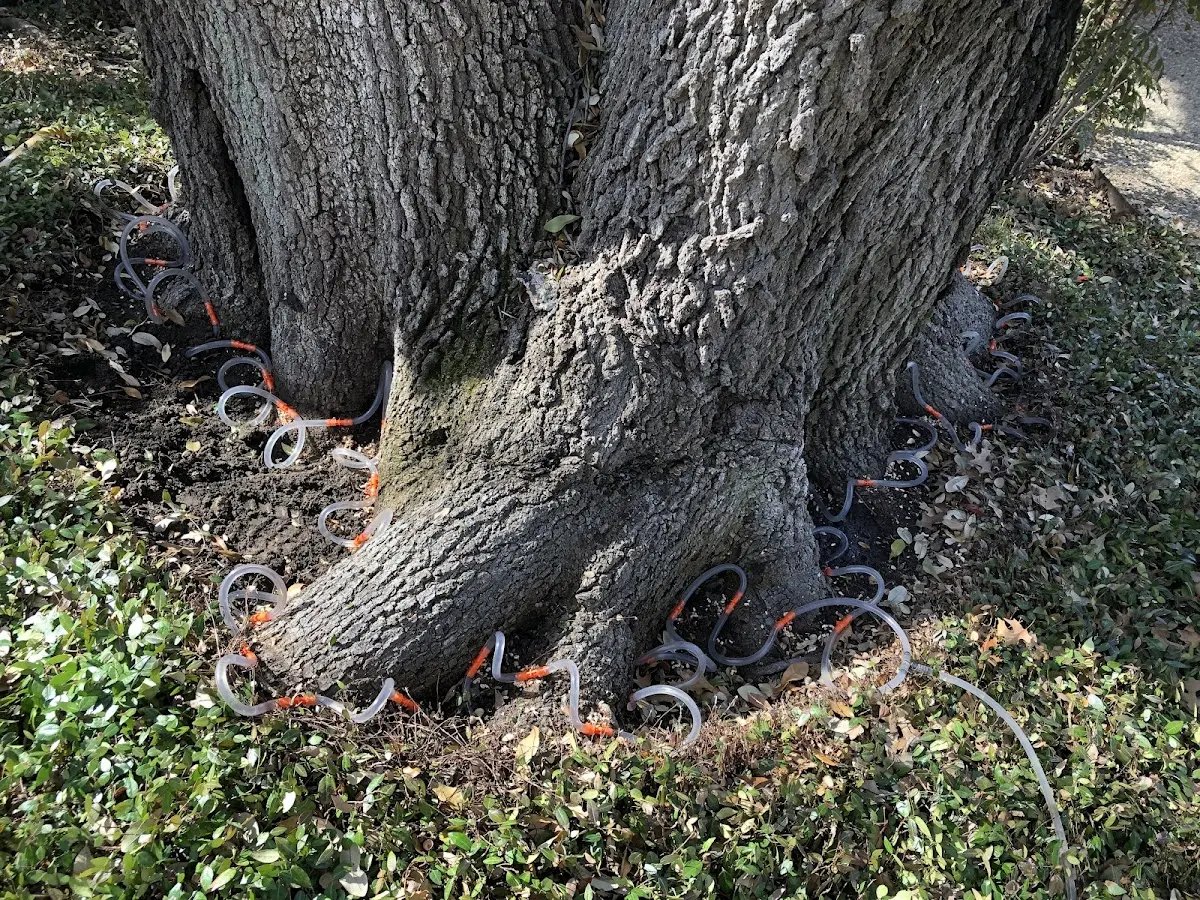 Detailed Tree Cabling and Bracing job site in Hillsdale