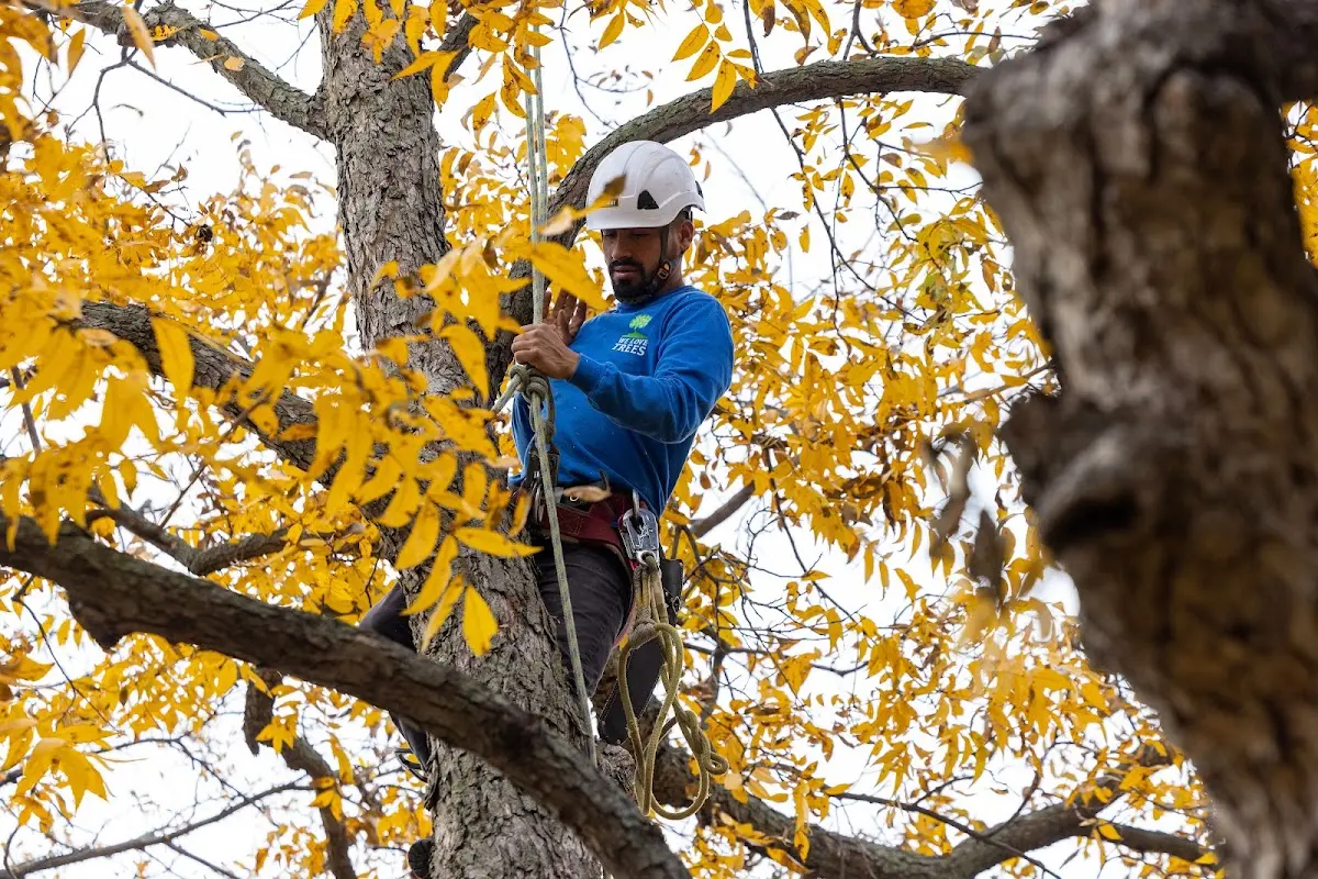 Skilled Tree Planing crew working in Hillsdale